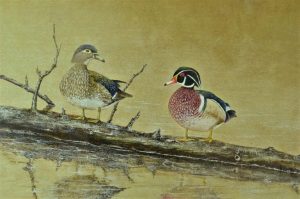 Pair of Wood Duck.