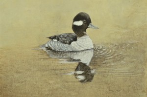 Ring Necked Duck ( female ) swimming in the lake.