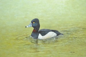 Ring Necked Duck (male) swimming in the lake.