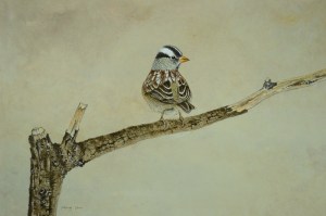 White Crowned Sparrow perching on branch.