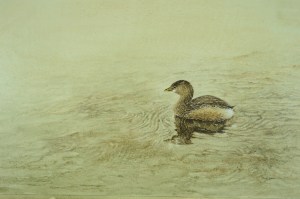 Pied-Billed Grebe swimming.