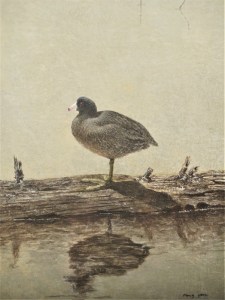 American coot resting on a log.