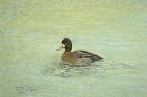 Scaup Duck (female) swimming in the lake.