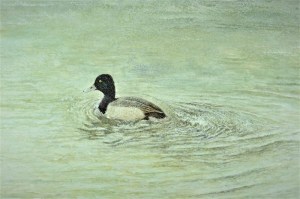 Scaup Duck (male) swimming in the lake.