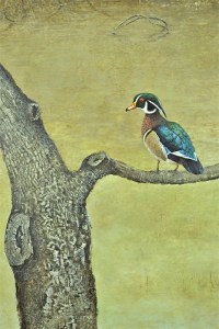 Wood Duck perching on a Limb.